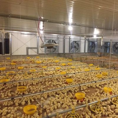Folha galvanizada Casa de gado Estrutura de aço Criador Casas de frango