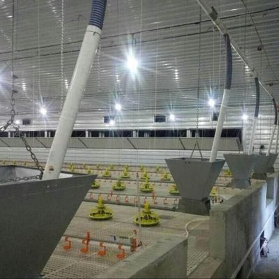 Folha galvanizada Casa de gado Estrutura de aço Criador Casas de frango