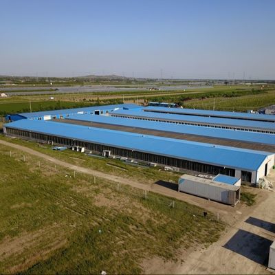 Folha galvanizada Casa de gado Estrutura de aço Criador Casas de frango