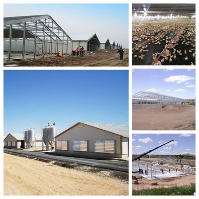 CE Casa de criação de gado Estrutura de aço Casa de frango e equipamento para frango