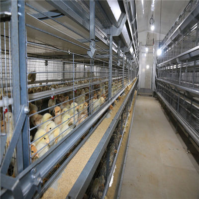 H Sistema de alimentação automático de frangos de corte para explorações avançadas