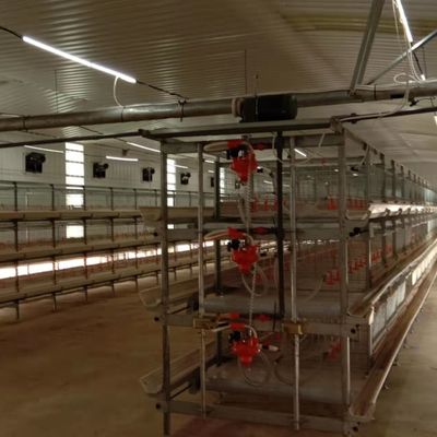 Sistema automático de alimentação de frangos de corte A solução ideal para as explorações avícolas