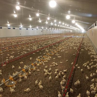 Sistema de piso de carne e frango duradouro com resistência à corrosão / matéria plástica
