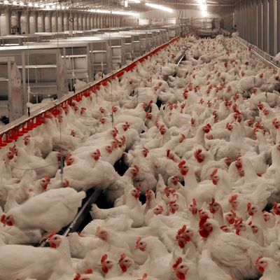 Sistema de piso de carne e frango duradouro com resistência à corrosão / matéria plástica