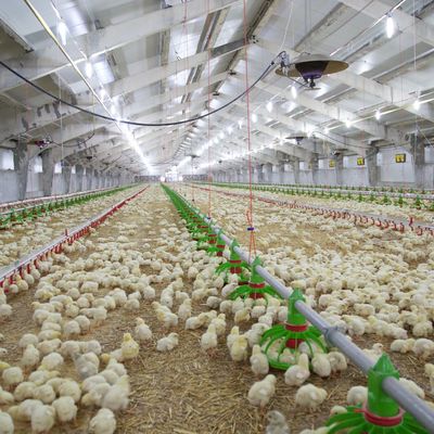 Construção barata Estrutura de aço Edifício Fama de aves de capoeira Casa de frango
