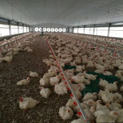 Construção barata Estrutura de aço Edifício Fama de aves de capoeira Casa de frango