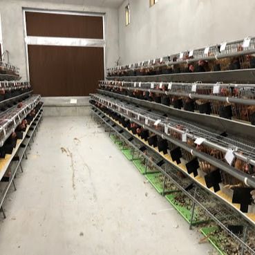 Uma gaiola de galvanizado de aço com sistema automático de abastecimento de água / remoção de estrume