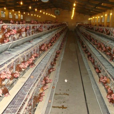Uma gaiola de galvanizado de aço com sistema automático de abastecimento de água / remoção de estrume