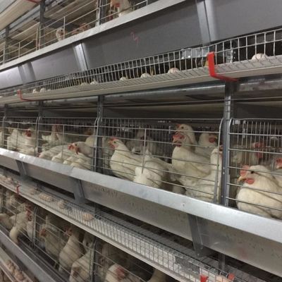 Uma gaiola de galvanizado de aço com sistema automático de abastecimento de água / remoção de estrume