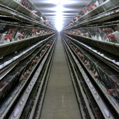 Caixa de frango galvanizada de 3 níveis com alimentação automática