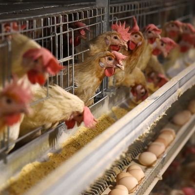 Caixa de frango galvanizada de 3 níveis com alimentação automática