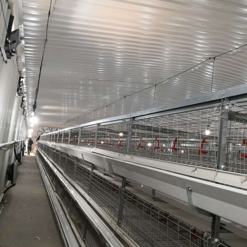Sistema de gaiolas para frangos de grande porte 230M*56M para o país de origem
