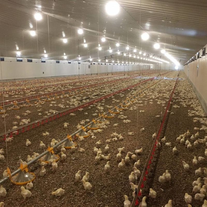 Sistema de piso de carne e frango duradouro com resistência à corrosão / matéria plástica