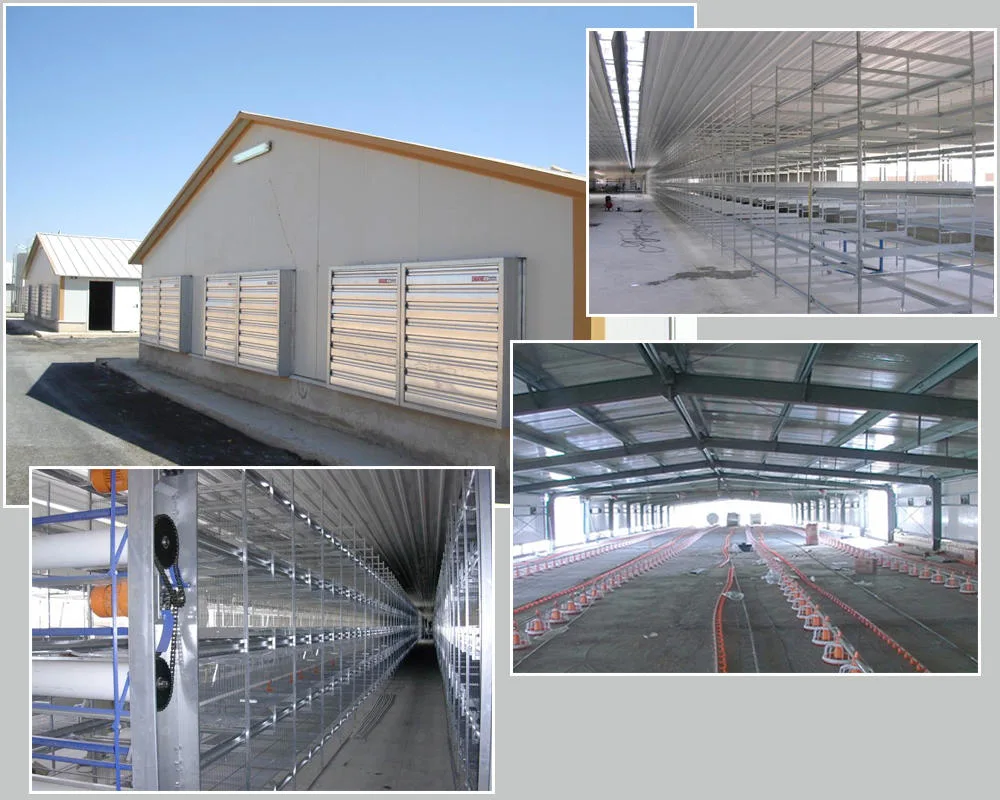 SGS Casa de criação de gado pré-fabricado Automatizado Quadro de aço Coop de frango 2