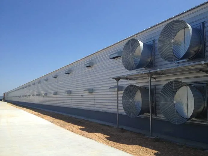 SGS Casa de criação de gado pré-fabricado Automatizado Quadro de aço Coop de frango 4