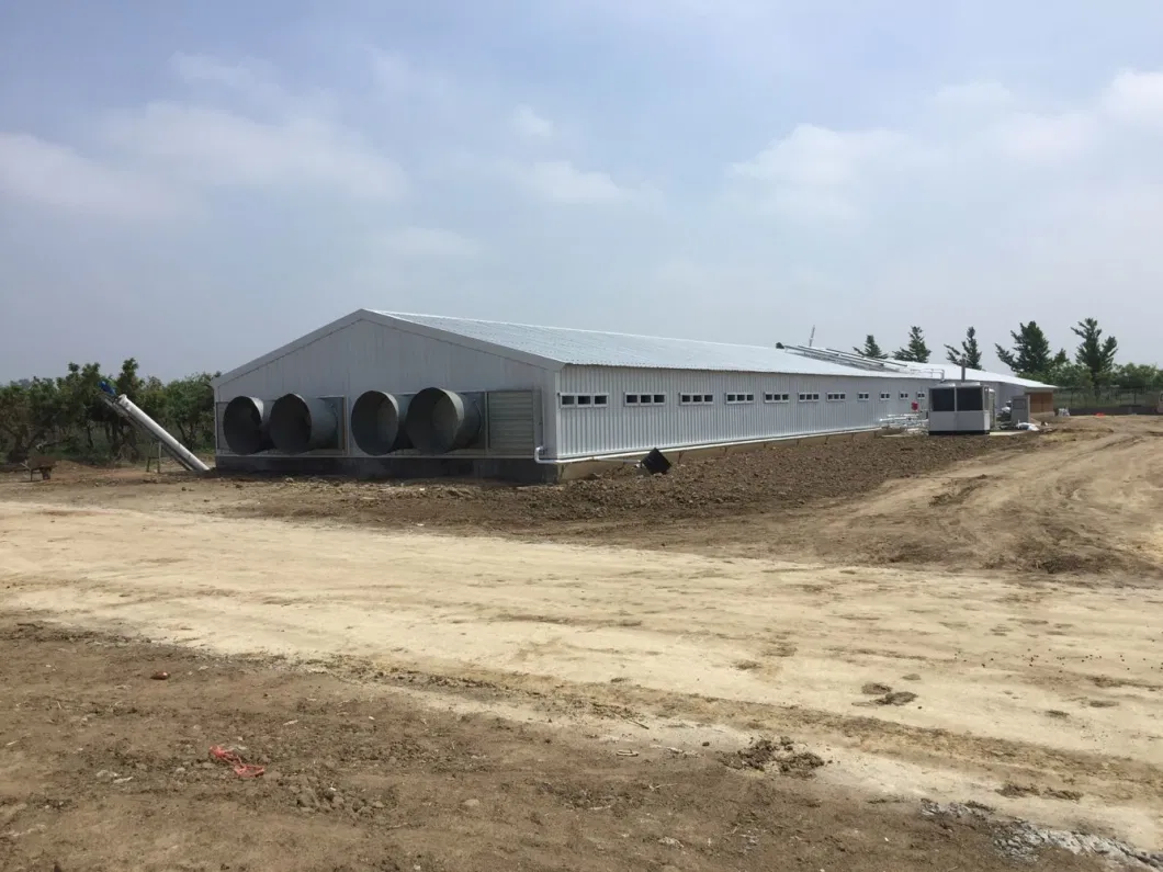 CE Casa de criação de gado Estrutura de aço Casa de frango e equipamento para frango 1