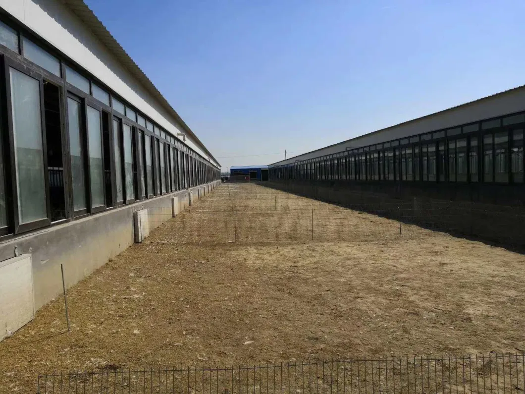 CE Casa de criação de gado Estrutura de aço Casa de frango e equipamento para frango 4
