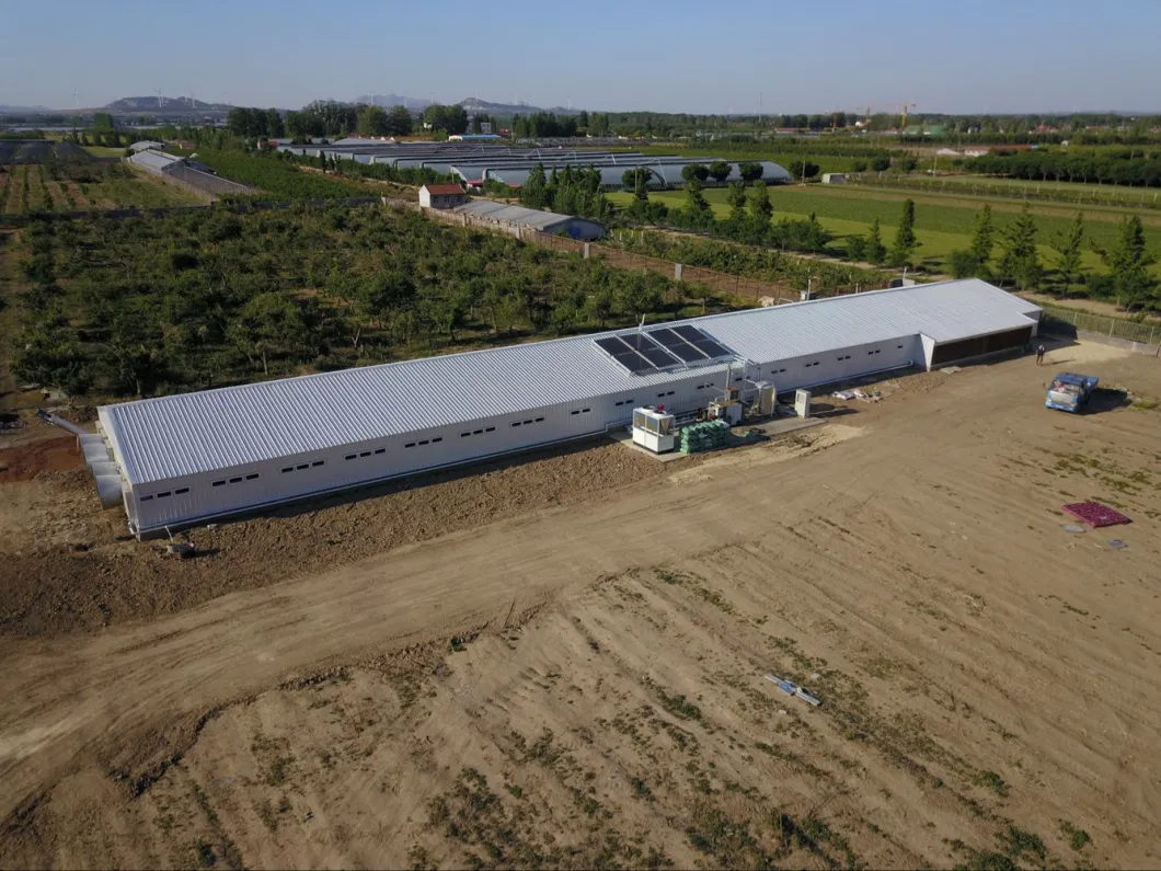 CE Casa de criação de gado Estrutura de aço Casa de frango e equipamento para frango 5