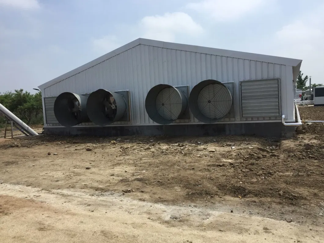 CE Casa de criação de gado Estrutura de aço Casa de frango e equipamento para frango 6