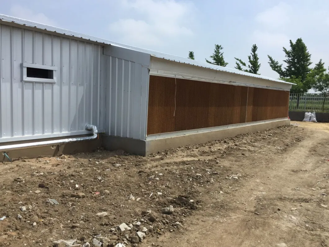 CE Casa de criação de gado Estrutura de aço Casa de frango e equipamento para frango 10