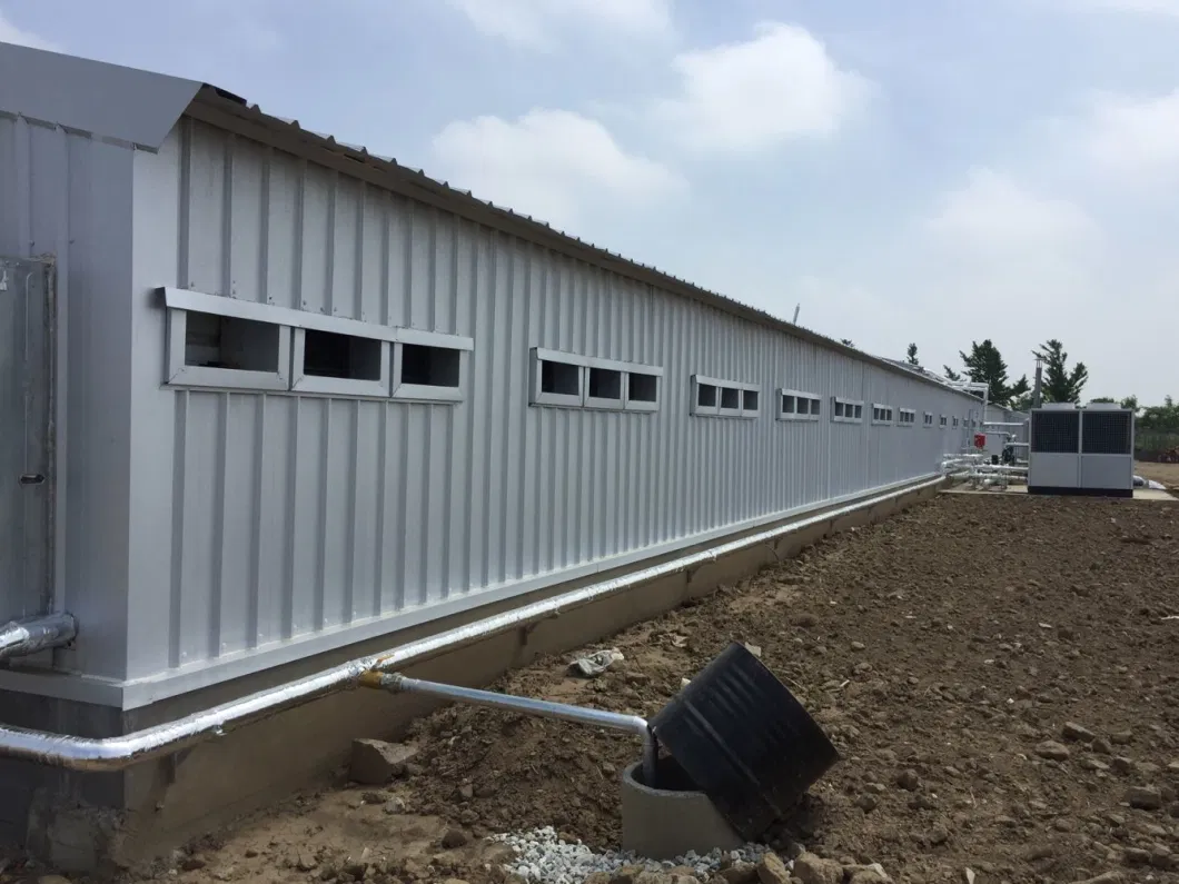 CE Casa de criação de gado Estrutura de aço Casa de frango e equipamento para frango 9