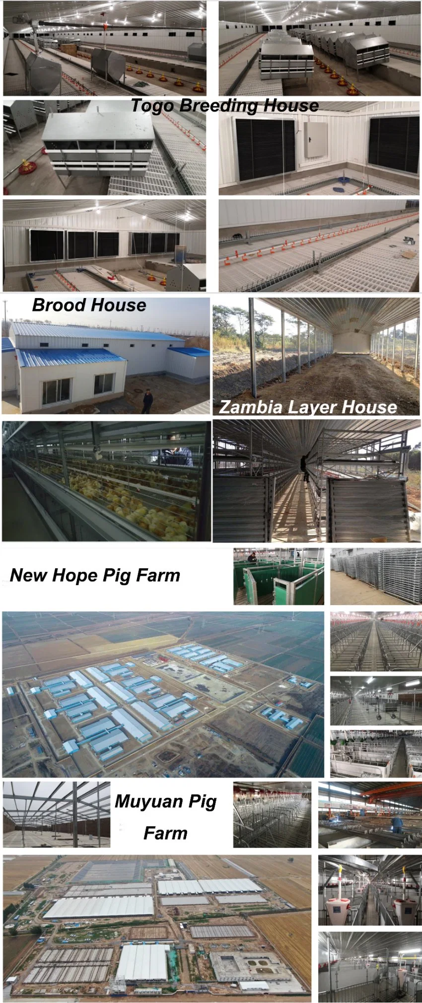 H Secção de aço Comercial Casinha de frango Estrutura de aço pré-fabricada 1